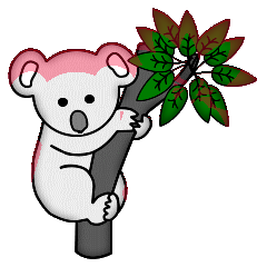 Koalas