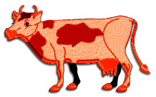 vaches